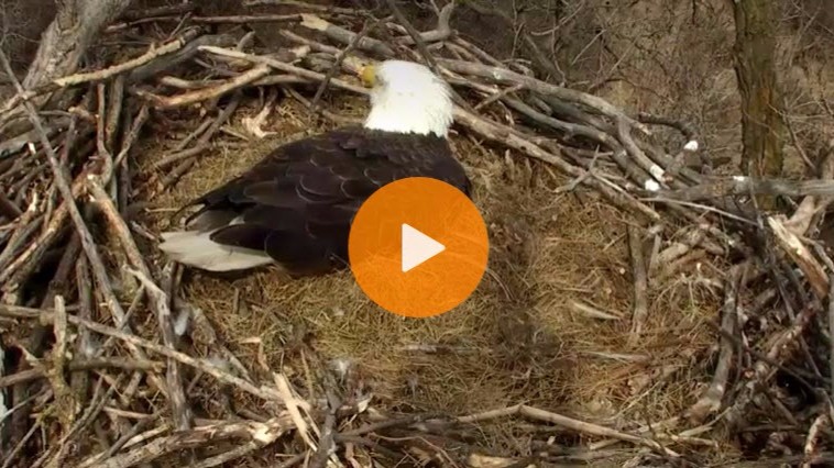 WATCH LIVE: MN DNR eagle cam | kare11.com